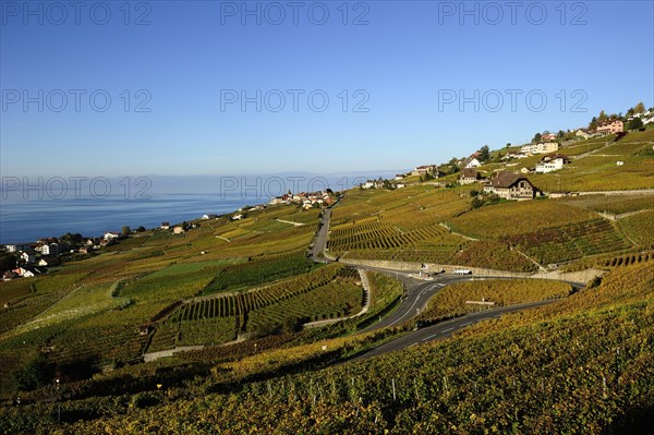 The vineyards of Lavaux on Lake Geneva