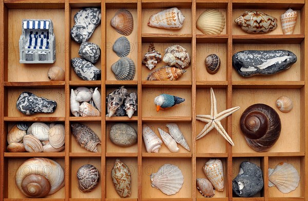 Shells