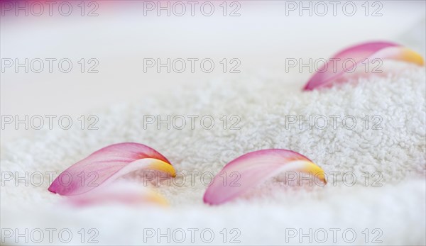 Frangipani petals on white towel