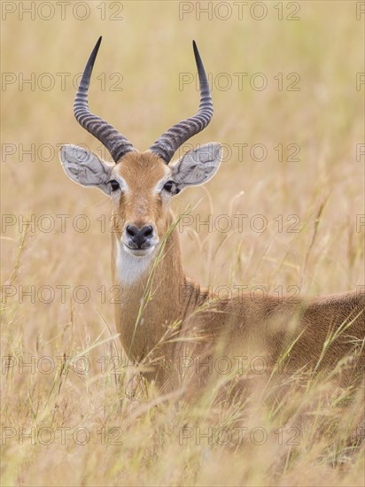 Ugandan Kob (Kobus kob thomasi)