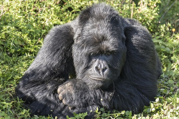 Mountain Gorilla (Gorilla beringei beringei) of the Nyakagezi group