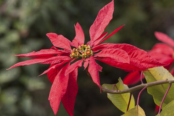 Poinsettia (Euphorbia pulcherrima)