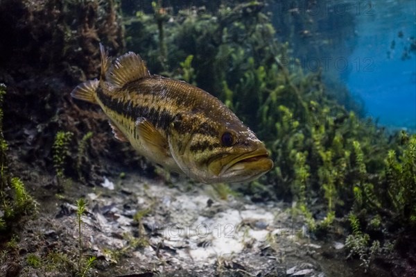 Largemouth Bass (Micropterus salmoides) in Santa Fe River