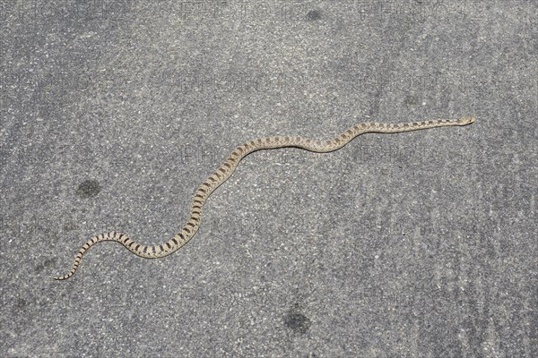 Great Basin Gopher Snake (Pituophis catenifer deserticola)