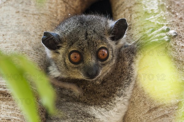 Weasel sportive lemur (Lepilemur mustelinus)