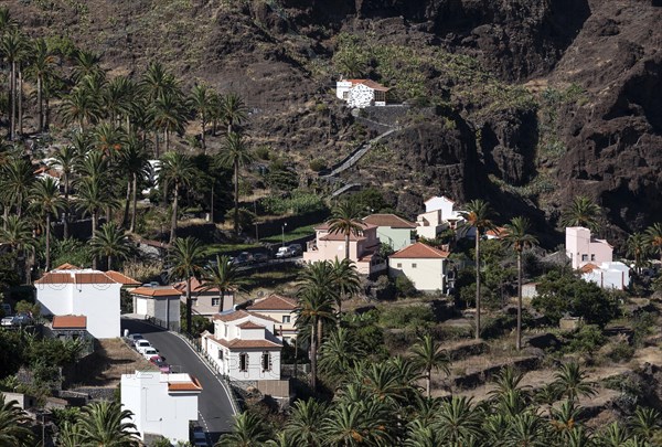 Canary Island Date Palms (Phoenix canariensis)