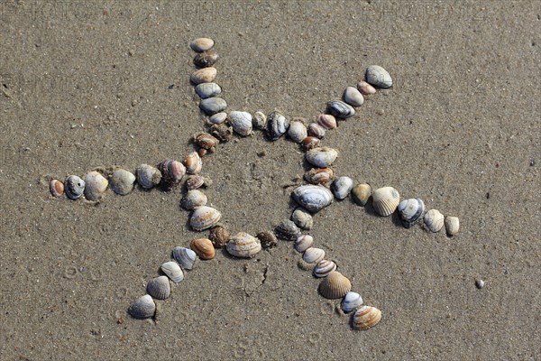 Cockles (Cerastoderma edule) arranged in the shape of a sun in the sand