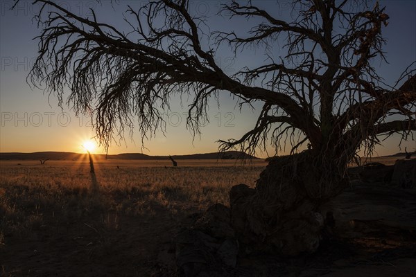 Dead Camel Thorn tree (Vachellia erioloba) at Sesriem Camp