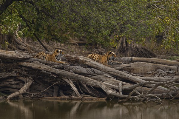 Young wild Bengal Tiger cubs (Panthera tigris tigris) lying on a fallen tree