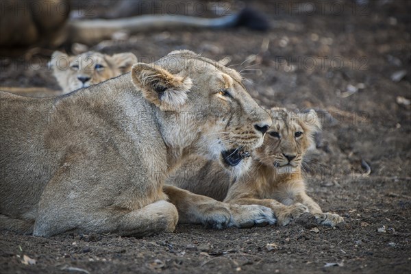Asiatic lion (Panthera leo persica)