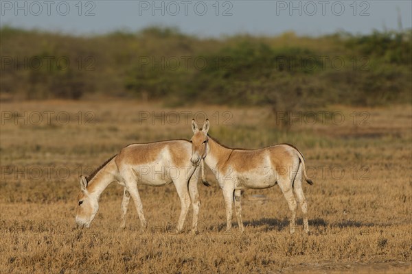 Onagers or Asiatic wild asses (Equus hemionus)