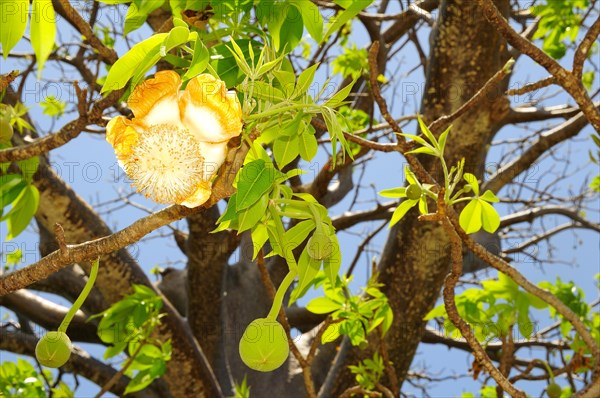 Baobab tree (Adansonia digitata) with blossom