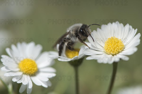 Ashy mining bee (Andrena cineraria)