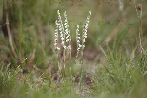 Autumn Lady's Tresses (Spiranthes spiralis)