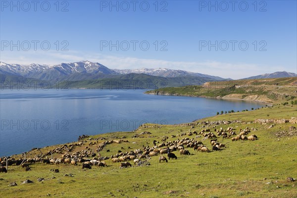 Flock of sheep at Lake Van or Van Golu near Tatvan