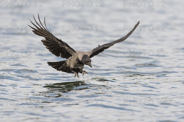 Hooded Crow (Corvus corone cornix) hunting for fish on a lake