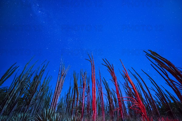 Stars and the Milky Way behind Octopus Trees (Didierea madagascariensis)