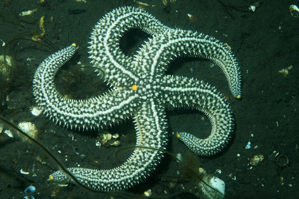 Distolasterias nippon starfish