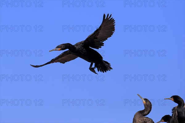 Cape Cormorant (Phalacrocorax capensis)