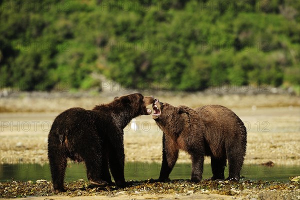 Two Brown Bears (Ursus arctos) play-fighting with each other