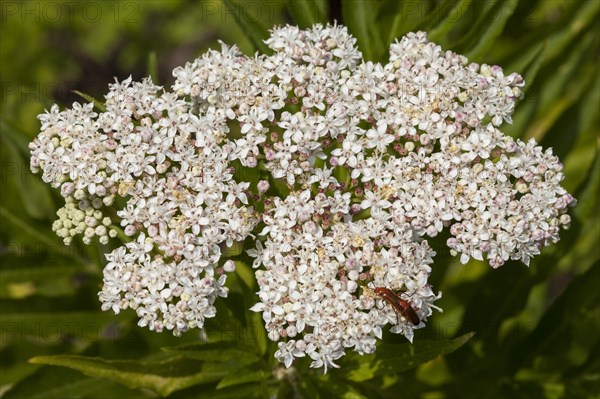 Dwarf Elder (Sambucus ebulus)