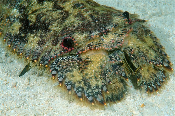 Sculptured mitten lobster (Parribacus antarcticus)