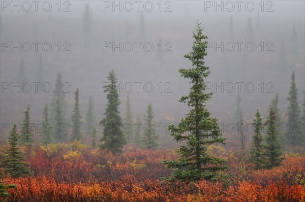 Autumnal tundra in the fog