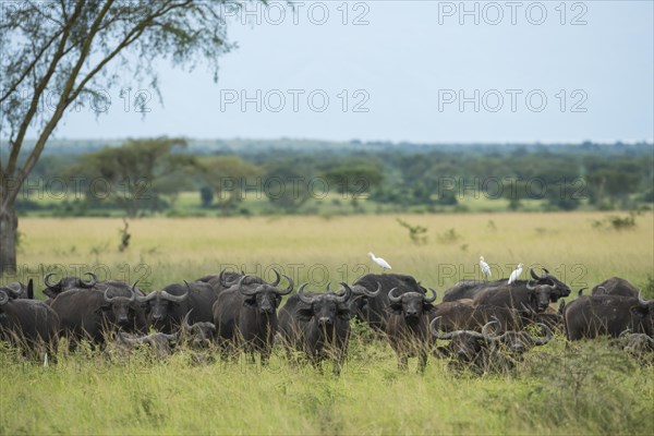 Cape Buffaloes (Syncerus caffer)