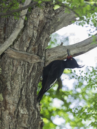 Magellanic woodpecker (Campephilus magellanicus)