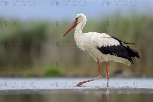 White Stork (Ciconia ciconia) foraging