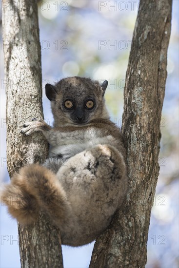 Hubbard's Sportive Lemur (Lepilemur hubbardorum)