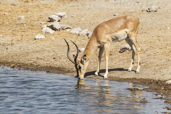 Black-faced Impala (Aepyceros melampus petersi)