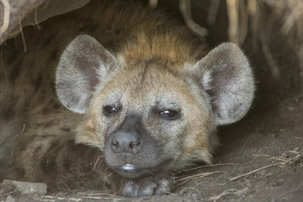 Spotted Hyena (Crocuta crocuta)