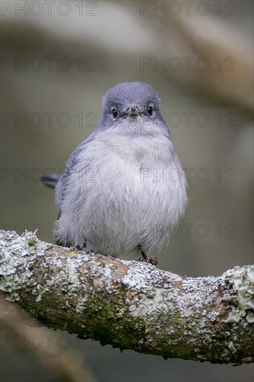 Grey-throated Tit-flycatcher (Myioparus griseigularis)