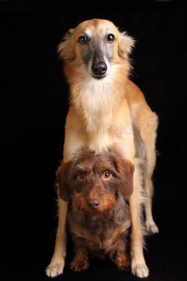 Silken Windsprite and Wire-haired Dachshund