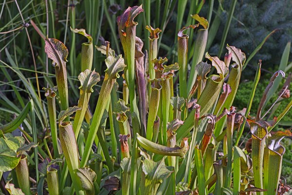 Sweet Pitcher Plant (Sarracenia rubra)