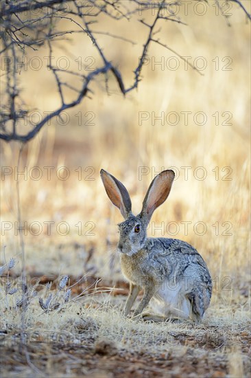 Scrub Hare (Lepus saxatilis)