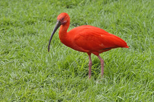 Scarlet Ibis (Eudocimus ruber)