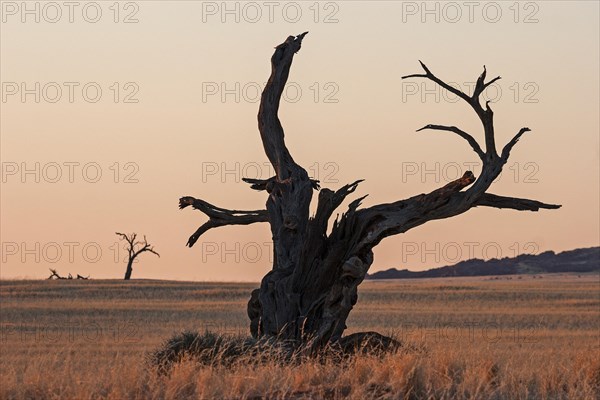 Dead Camel Thorn tree (Vachellia erioloba) at Sesriem Camp