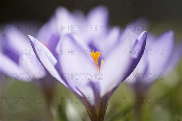 Woodland crocus (Crocus tommasinianus)