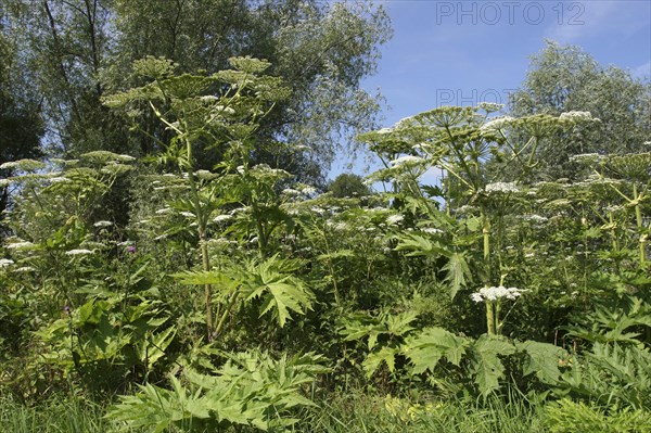 Giant Hogweed (Heracleum mantegazzianum