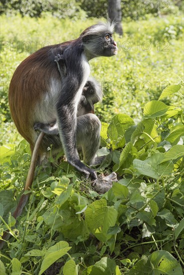 Zanzibar Red Colobus (Procolobus kirkii)