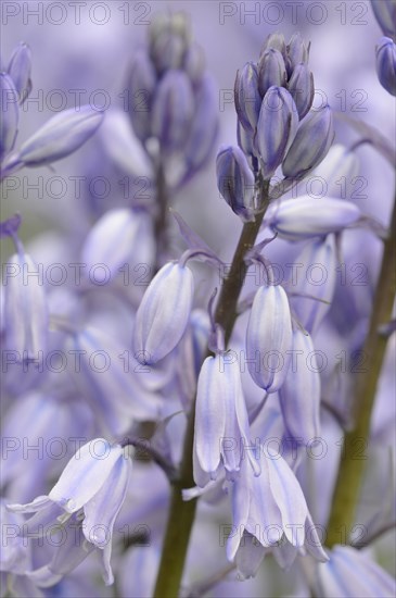 Spanish bluebell (Hyacinthoides hispanica) cultivar