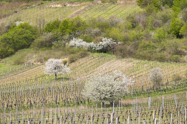 Blossoming cherry trees in vineyard