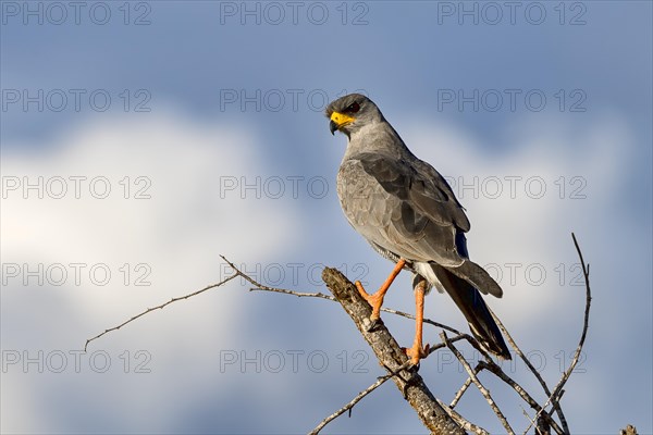 Eastern Chanting Goshawk (Melierax poliopterus)