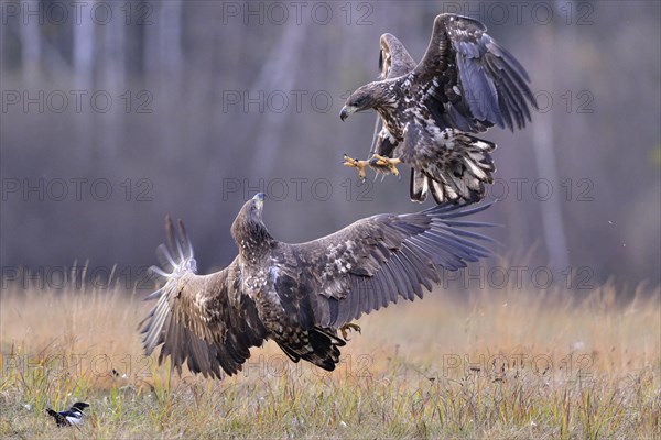 White-tailed Eagles (Haliaeetus albicilla) fighting on an autumn meadow