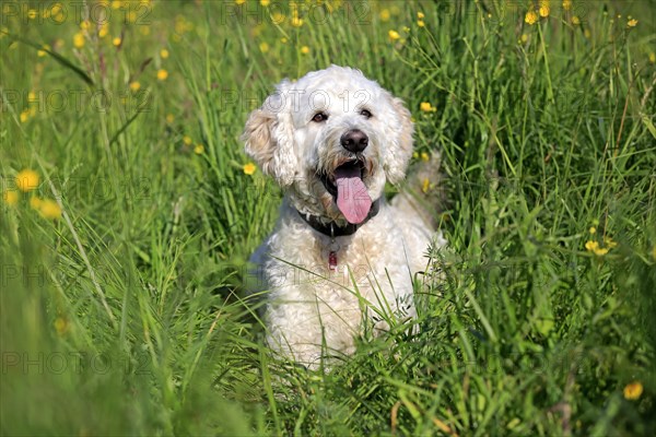 Labradoodle