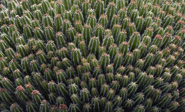 Milkweed variety (Euphorbia echinus)