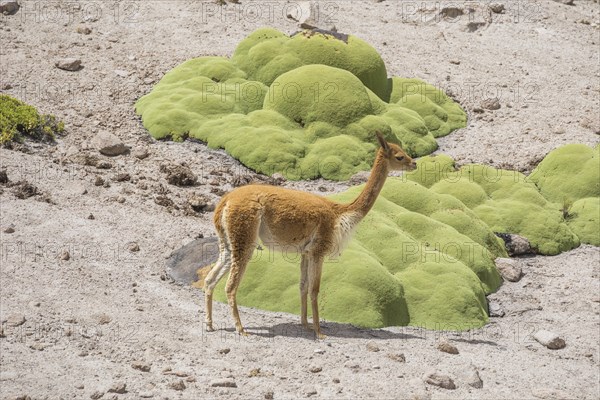 Vicuna or Vicugna (Vicugna vicugna) with Yareta or Llareta cushion plants (Azorella compacta)