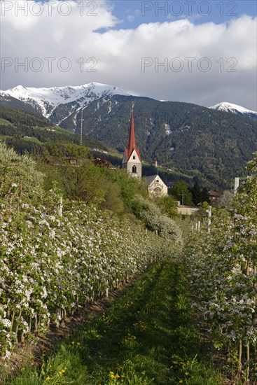 Apple orchard